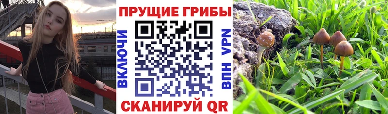 Галлюциногенные грибы прущие грибы  Махачкала 